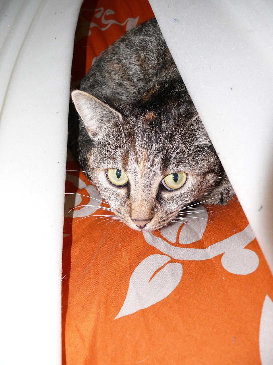 Toilettage chat anxieux : transformez la peur en douceur