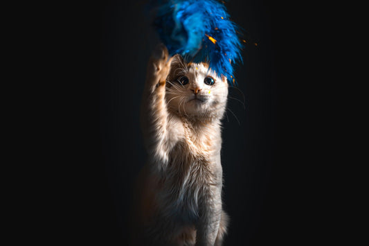 Comment choisir les jouets adaptés à l’âge de votre chat