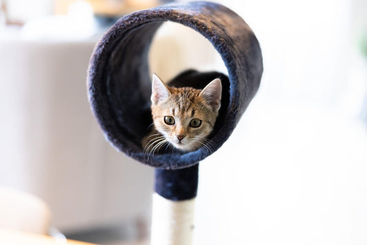 Jouets maison pour chat : 5 idées simples pour l’occuper sans budget