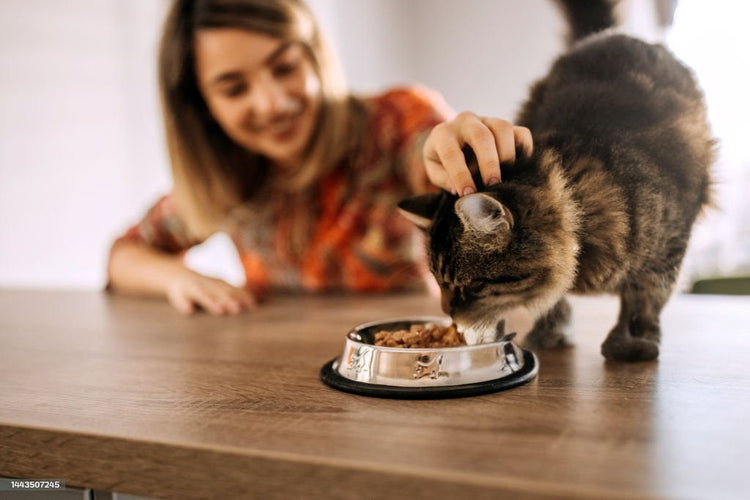 Gamelles & Fontaines pour Chats