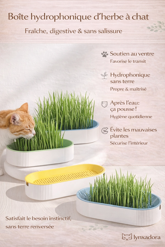 La boîte hydrophonique d’herbe à chat