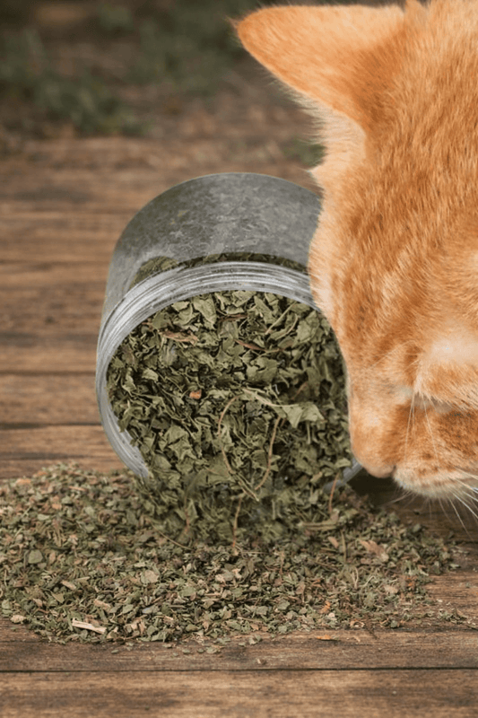 herbe de cataire bio pour chat, herbe naturelle de haute qualité (40g)