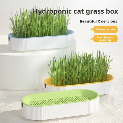 Boîte hydroponique d’herbe à chat