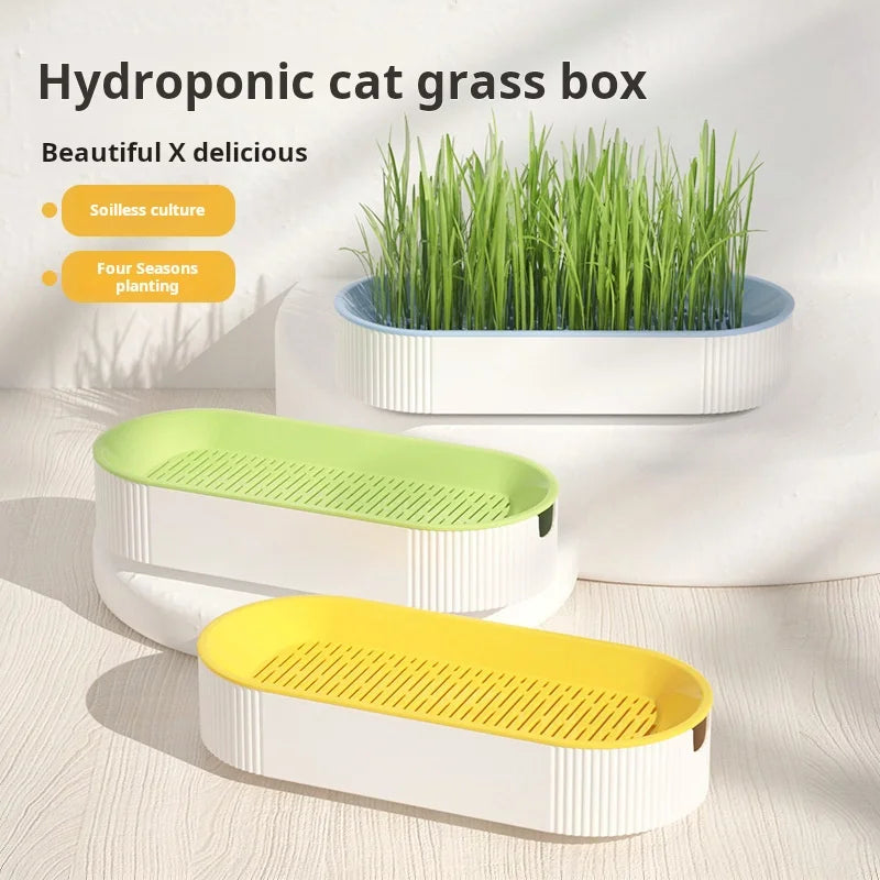 Boîte hydroponique d’herbe à chat